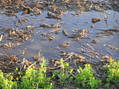 #5: Groundcover in wet field of last year's corn remains.