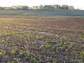 #9: View to the southeast from the confluence.