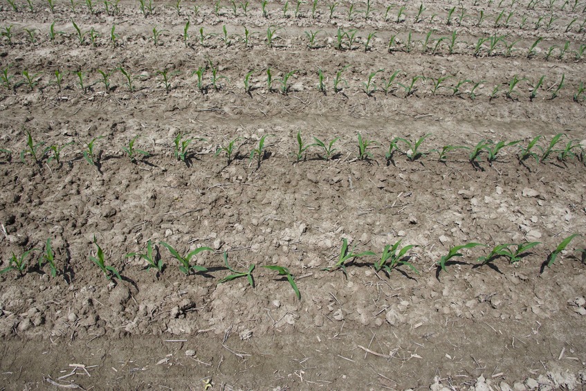 The confluence point lies in a farm field, filled with recently-planted seedlings