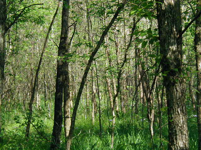 looking south from the confluence