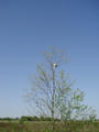 #4: tent caterpillars building in a tree
