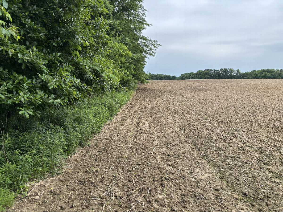 The confluence point lies in the trees to the left of this field about 15 minutes walk into the trees. 