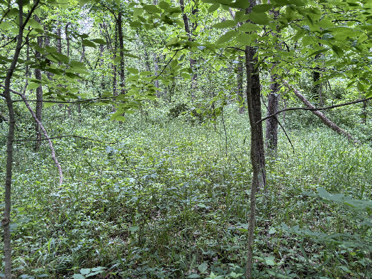 #1: The confluence point lies in this photo looking toward the north east.  