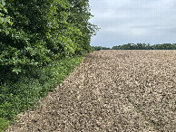 #10: The confluence point lies in the trees to the left of this field about 15 minutes walk into the trees. 