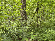 #3: A view to the east from the confluence point.