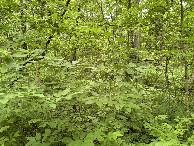 #4: A view to the south from the confluence point.