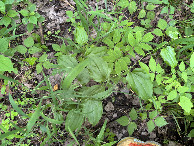 #8: Ground cover at the confluence point.
