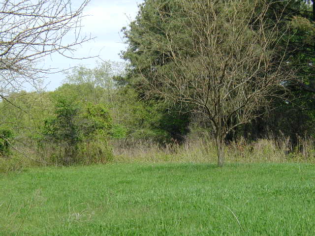 looking north from the confluence