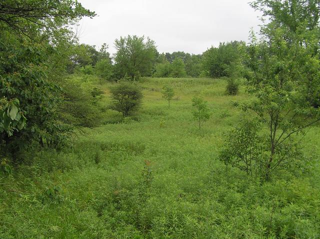 View to the north showing the approach to the confluence, from 150 meters south of it.