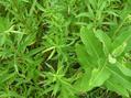 #4: Ground cover at the confluence site--goldenrod and milkweed.