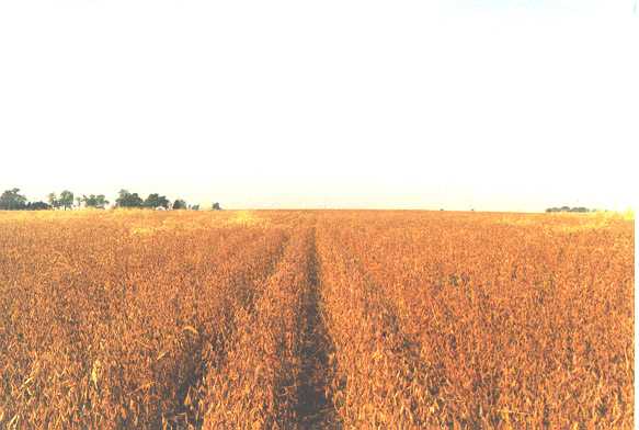 looking due west from the confluence