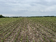 #4: A view to the south from the confluence point. 
