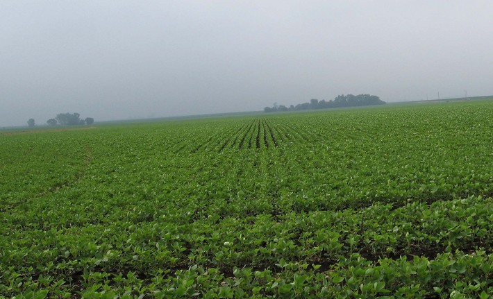 Lots of soy bean plants to the south.