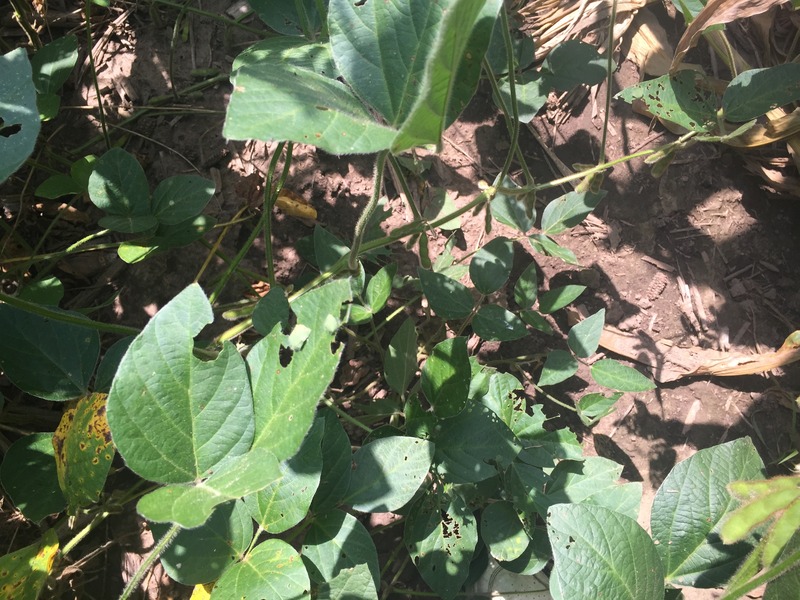 Ground cover at the confluence point:  Soybeans and corn. 