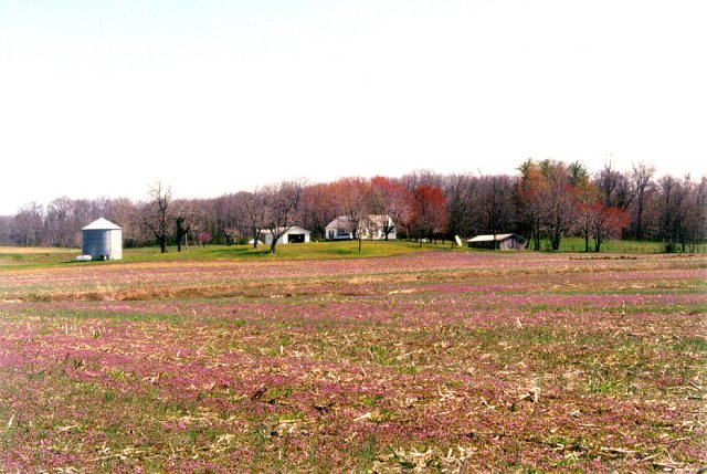 Looking southeast toward the Masterson farm buildings