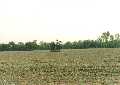 #4: operating oil well near the confluence
