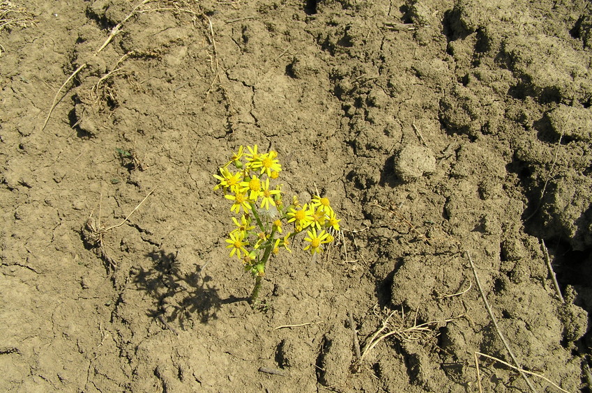 Ground cover with yellowtop at 38 North 88 West.