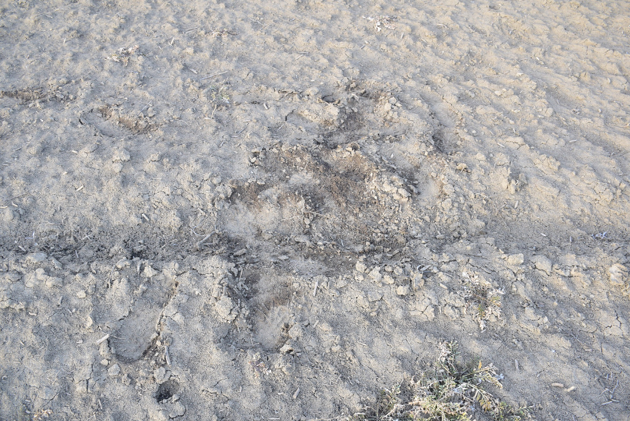 Confluence dance foot prints