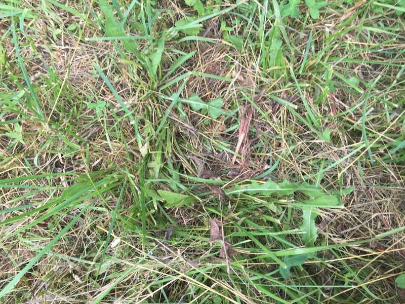 Ground cover at the confluence point. 