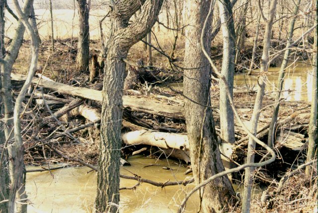 Log jam in White Creek