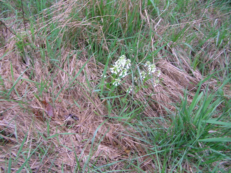Soggy groundcover at 39 North 86 West.