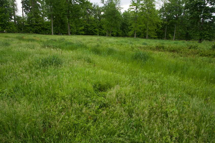 The confluence point lies in a small grassy field, surrounded by trees
