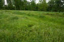 #5: The confluence point lies in a small grassy field, surrounded by trees