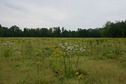 #7: Looking South towards the point (just beyond the trees in the background) from the country road, 0.3 miles away