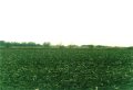 #3: Looking west