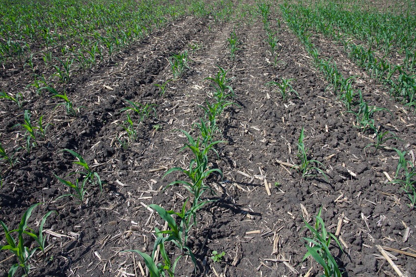 The confluence point lies in a corn field