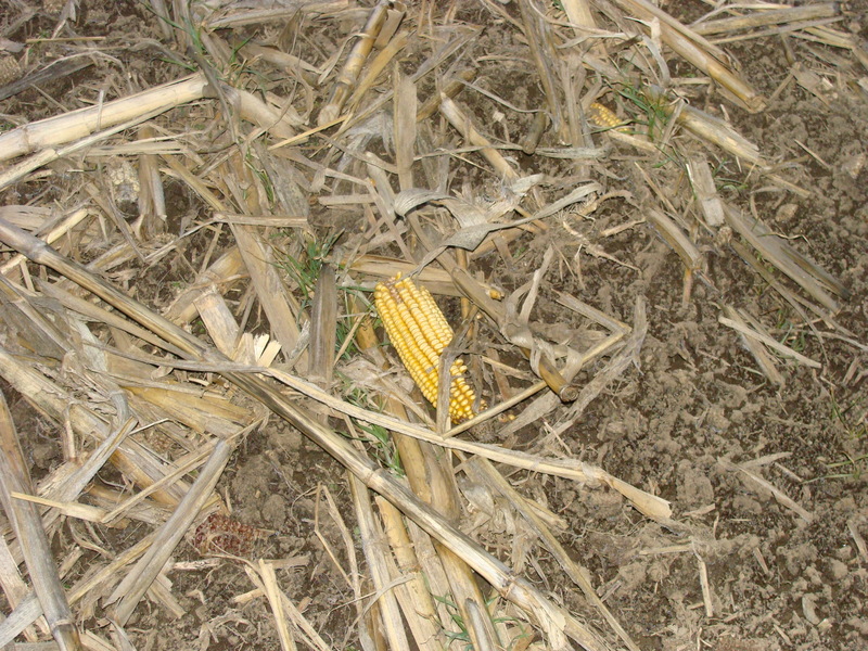 The remains of last year’s crop, captured with artificial light