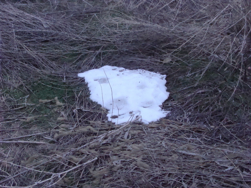 The remains of last week’s snow, sheltered in a slight depression