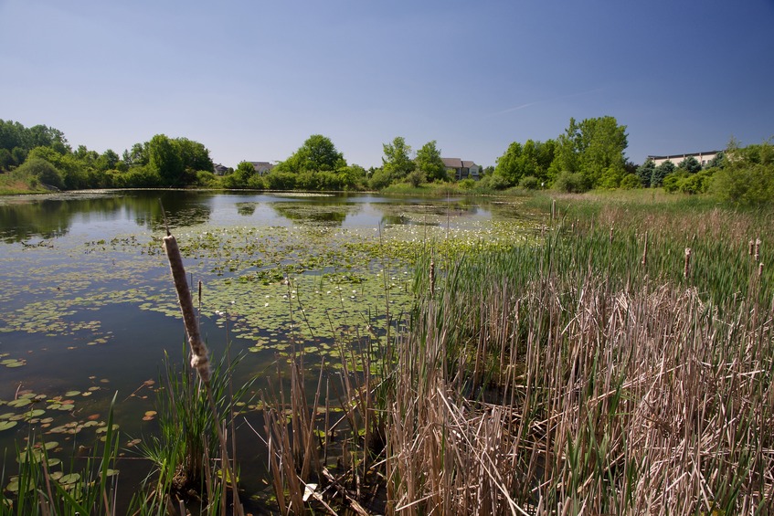 The confluence point lies in this pond in a small wetland area - near the center of this photo