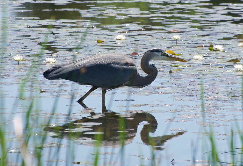 This heron decided to stand almost exactly on the point