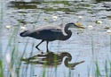#8: This heron decided to stand almost exactly on the point