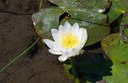 #9: A water lily flower near the edge of the pond 