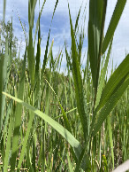 #3: Facing north, surrounded by reeds