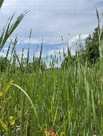 #5: Facing south, toward the apartment complex