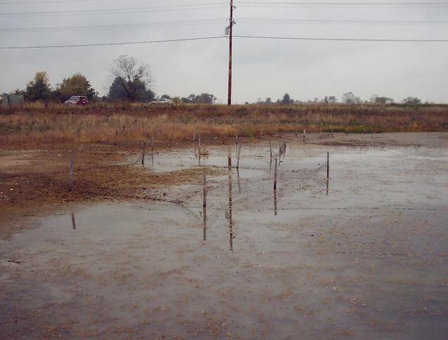 Standing IN THE SWAMP, looking North