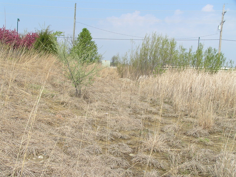 View to the north from the confluence.