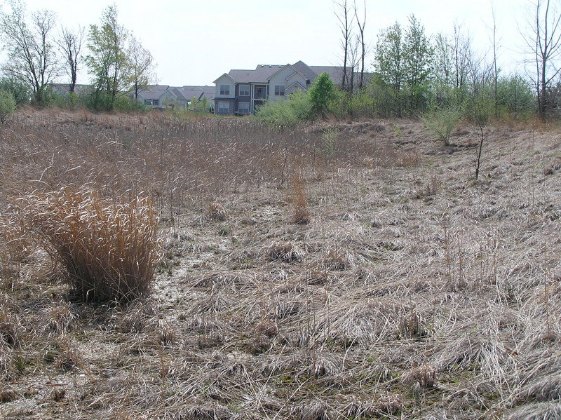 View to the south from the confluence.