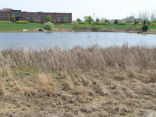 #1: View of the confluence point, 3 meters or so from where the marsh meets the open water, in the center of the photograph.