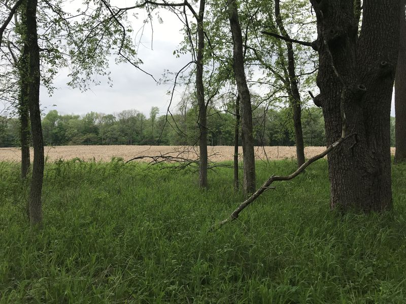 View to the north from the confluence point. 