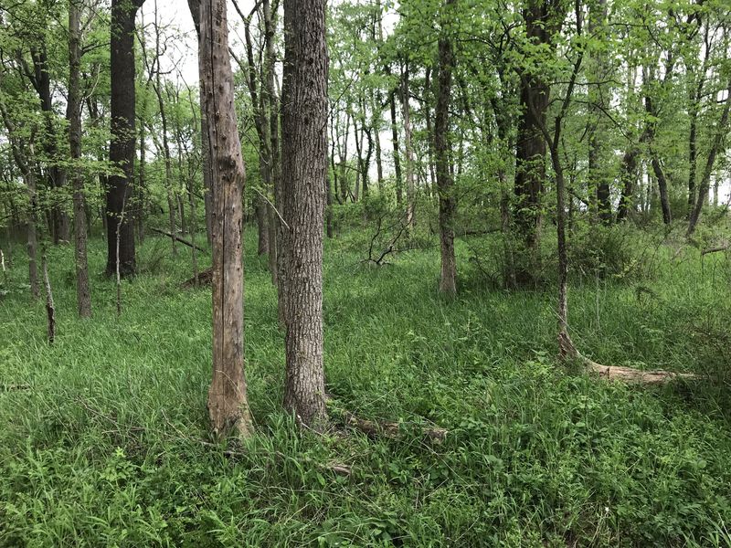 View to the south from the confluence point. 