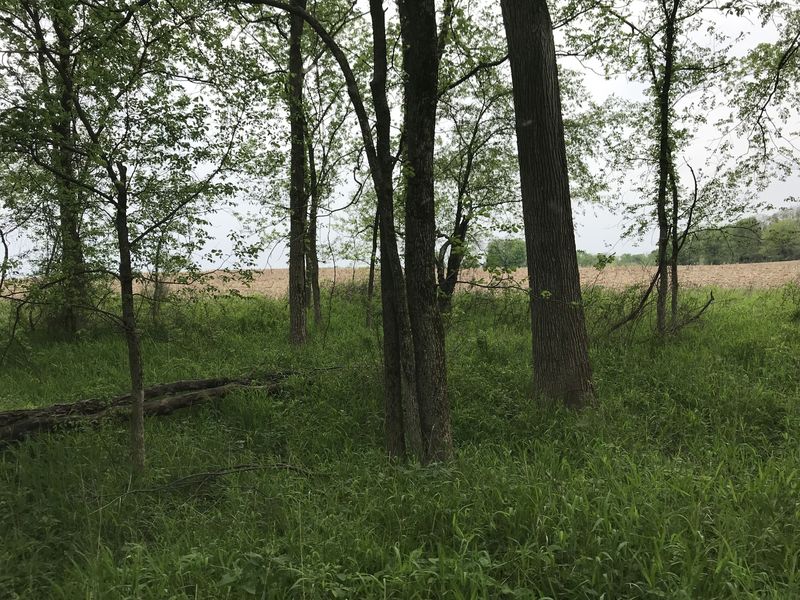 View to the west from the confluence.