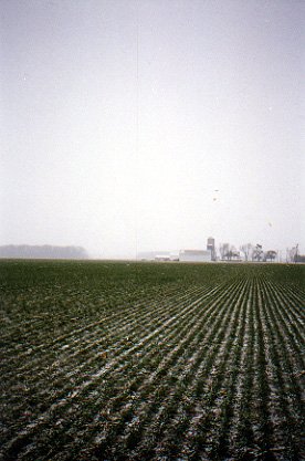 Snowy landscape