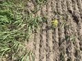 #9: Ground cover at the confluence point. 