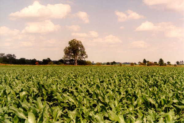 looking east from the confluence