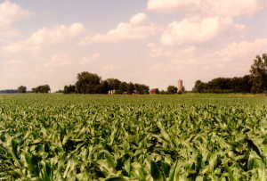 #1: looking northeast from the confluence