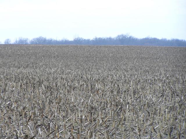 View to the west from the confluence.